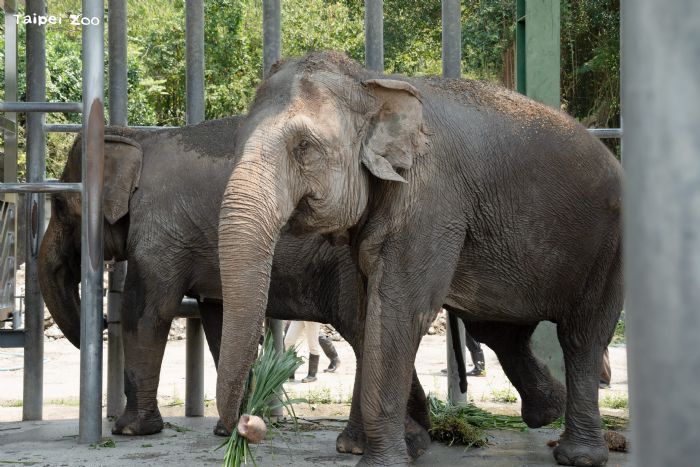 臺北市立動物園啟動雨林區更新，亞洲象友信、友愷暖心搬遷展開新生活